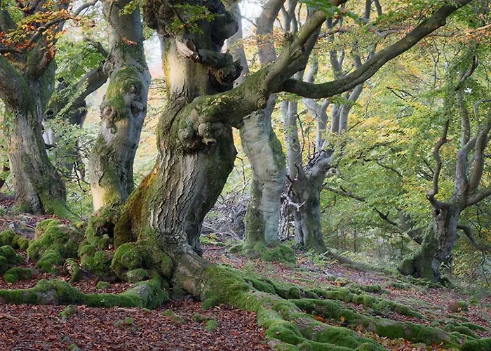 Дом отдыха Haus Waldzeit, Inclusief Bedlinnen Handdoeken En Eindservice *